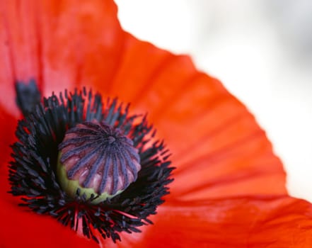 Corn poppy
