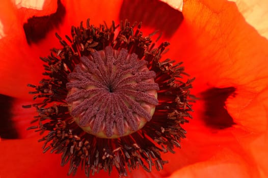 Now that it's getting a little warmer and the sun is taking more time for us,our poppy plant has also broken open