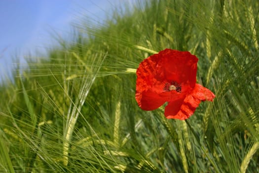 Poppy in the grain field
