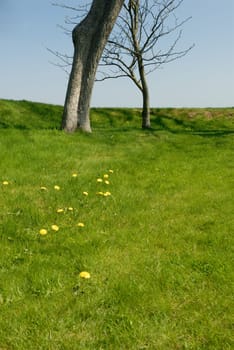 Detail of a green meadow on the island of Sylt,Germany