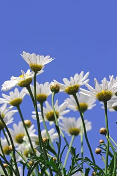 Daisies