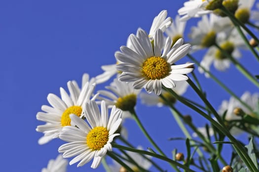 Daisies