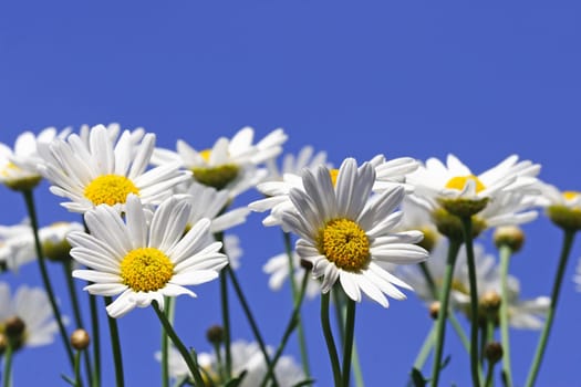 Daisies
