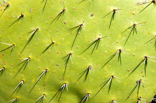 Opuntia sting cactus