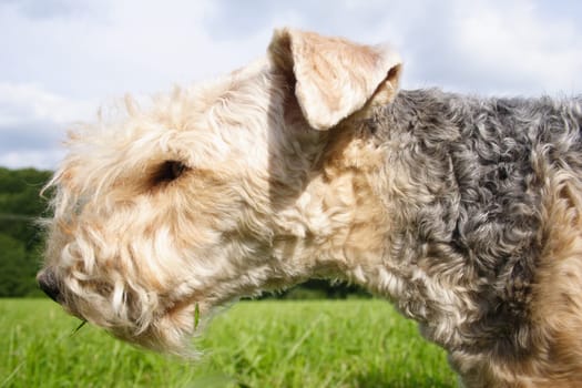 Terrier portrait - 2410