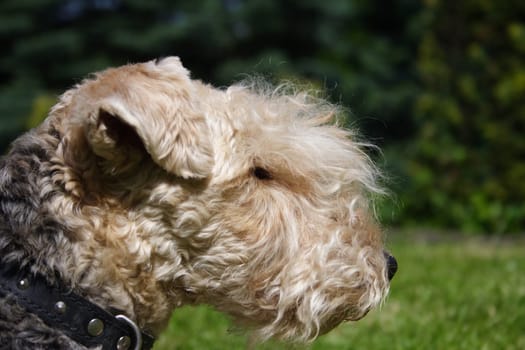 Terrier portrait - 2728