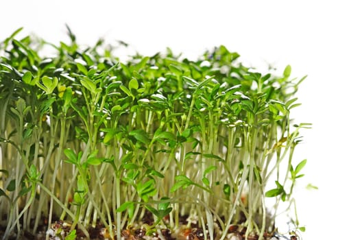 Cress