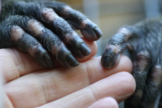 He had very soft hands. I didn't want to let go. But we also wanted to see the rest of the zoo.