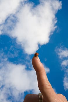 A ladybug sits on an outstretched index finger in front of a blue sky