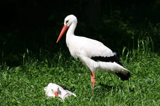 Storks 1