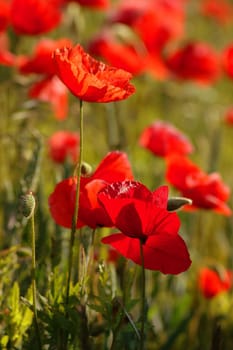 I know,there are already so many poppy photos.....! But when I came back from night duty today,I couldn't let it go again...!