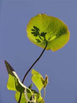 Honeysuckle