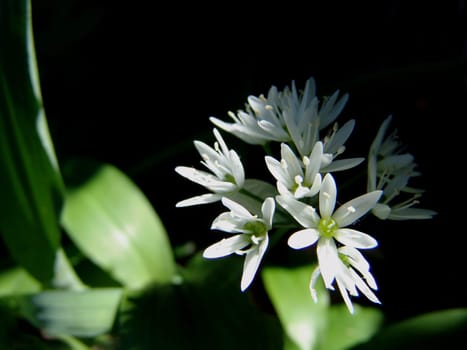Ramsons