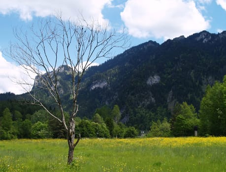Alpine country