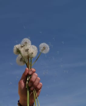 Dandelion