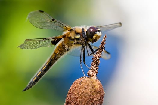 Spotted dragonfly 4