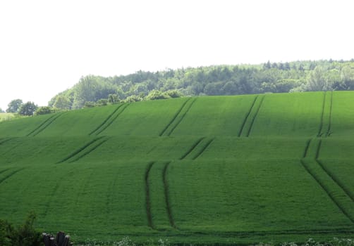 Pattern