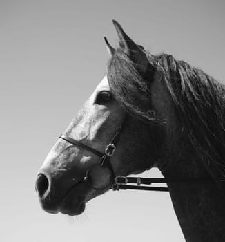 A 5 year old licensed PRE stallion.