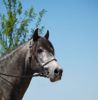 A 5 year old licensed PRE stallion. This photo was taken during a shoot on 11.06.2006