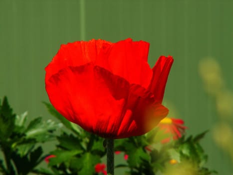 red-green
