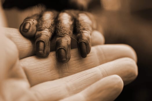 The monkey has stretched his hand through the lattice. Then I took pictures with my macro. He was very affectionate. It's a nice feeling to communicate with animals in this way. I colored the picture again in sepia. Maybe it will make another harm