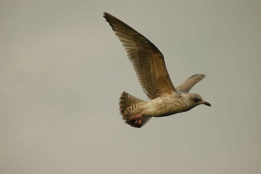 A flap of wings