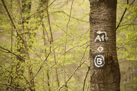 Hiking trail marking on a birch tree in the spring forest
