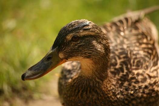 Anas platyrhynchos,female