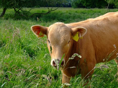 Cow view