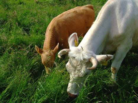 Cow and calf