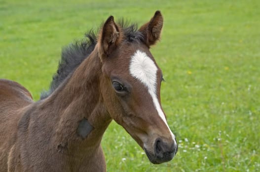 Foal portrait