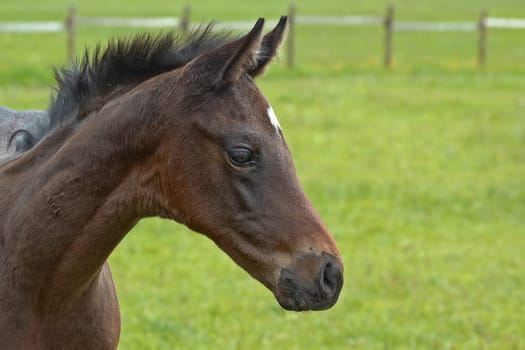 Foal portrait