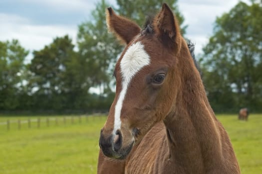 Foal portrait