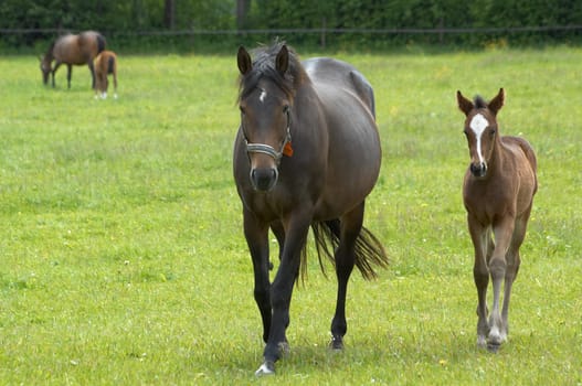 Mare with foal