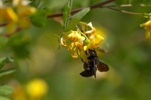 Carpenter bee
