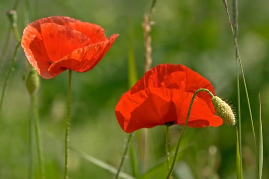 Poppy blossoms