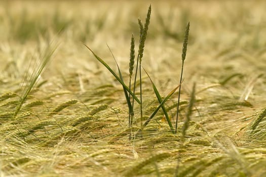 Cornfield