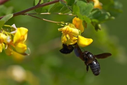 Wood bee in flight
