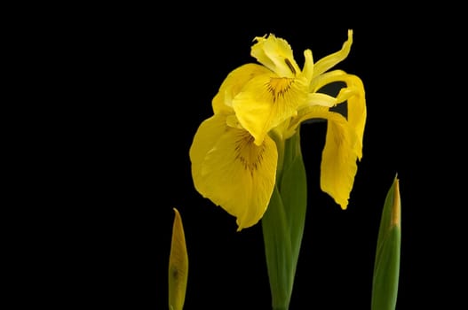 Yellow iris