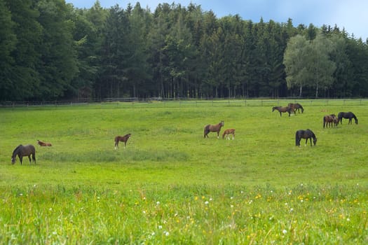 Paddock