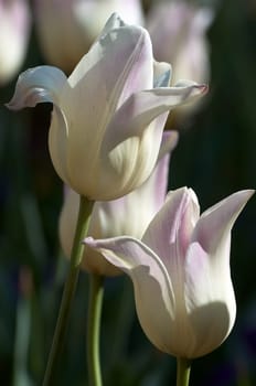 white tulips
