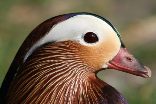 Mandarin charisma