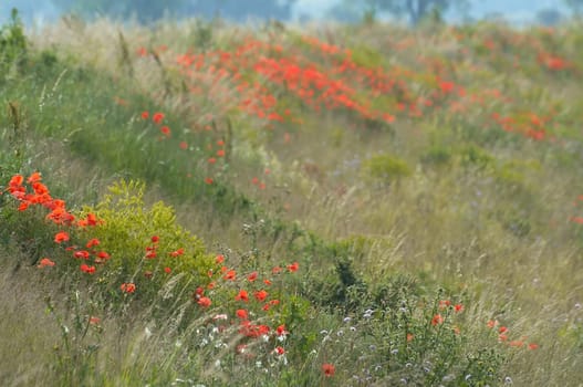 Blooming summer dike