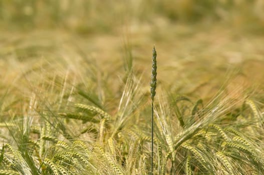 Cornfield