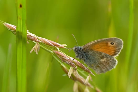 small heath