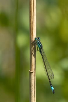 Blue-tailed damselfly