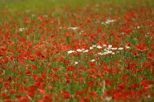 Poppy meadow