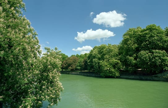 Chestnut splendour