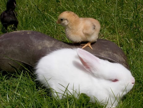 The White Rabbit and the Chick