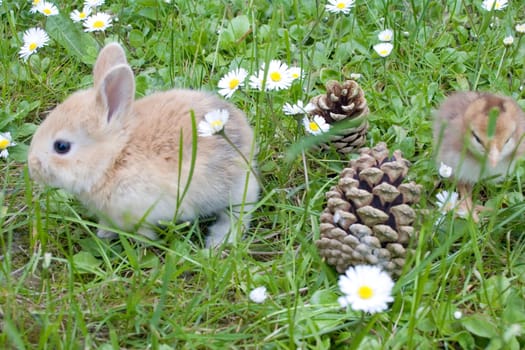 Baby animals in the garden